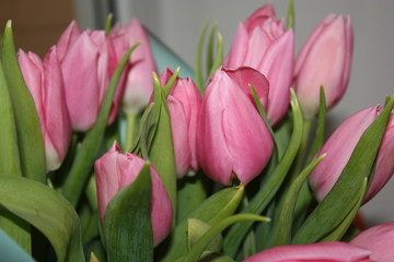 bouquet of tulips closeup, tulip flower background