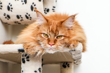 A cute Maine Coon cat is lying on the play house and is relaxing. 