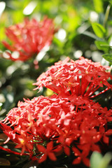 Close up beautiful red spike flower. Lxora flower.