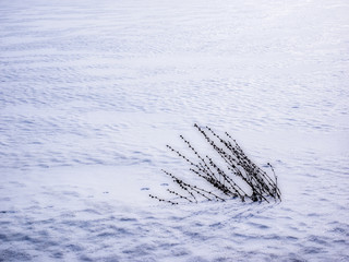 Dry plants in a field.