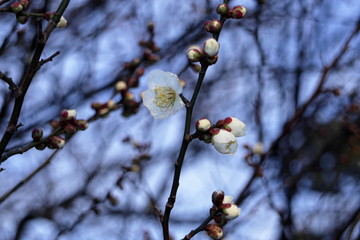 梅の花
