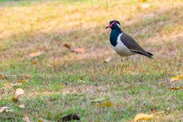 Obraz premium Red-Wattled Lapwing bird standing on the lawn