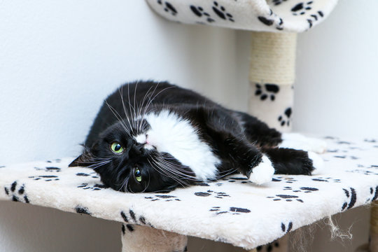 A Cute Black Cat With Green Eyes Is Lying On The Play House And Is Relaxing. 