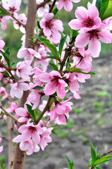 Obraz premium blooming peach-tree branch