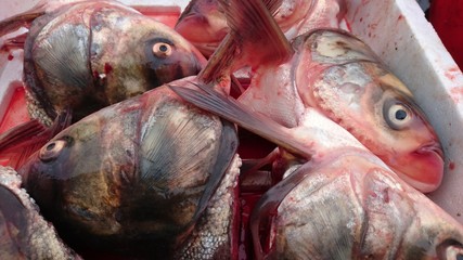 Fish heads and live fish on display at the seafood market