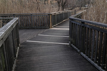 湿原の橋