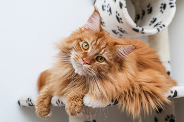 A cute Maine Coon cat is lying on the play house and is relaxing.  © shootingtheworld
