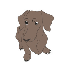 Vector illustration of a dachshund that sits, colored drawing