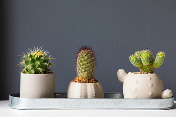 Three small cactus in a flowerpot on a gray background