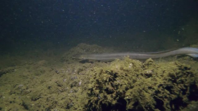Eel fish (anguilla anguilla) in the beautiful clean river. Underwater footage of European Eel. Eel in the nature habitat with nice background. Underwater video of swimming Eel.