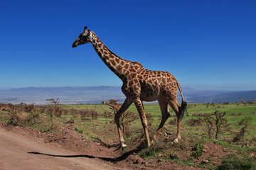 tanzania safari ngorongoro serengety