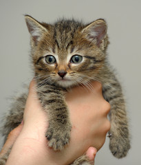 little sweet tabby kitten in hands