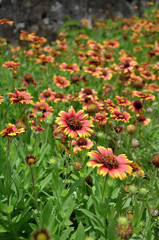 Firewheel flower in Penghu island, Taiwan. Firewheel flower can be seen everywhere in Penghu. It can be used as background as it is beautiful and colorful.