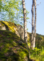 Fototapeta premium rocks in the summer forest