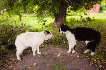 Fototapeta premium street cats talking and singing to each other before fighting