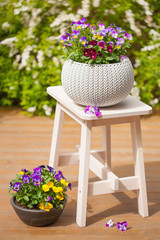 beautiful pansy summer flowers in flowerpots in garden