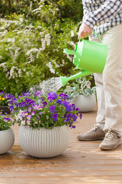 Fototapeta man gardener watering pansy flowers in garden