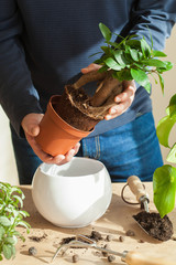 gardening, planting at home. man relocating ficus houseplant