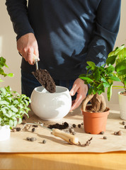 gardening, planting at home. man relocating ficus houseplant