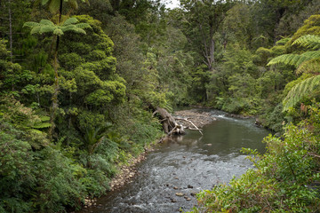 Naklejka na ściany i meble Waipoua Kauri Forest. New Zealand. River