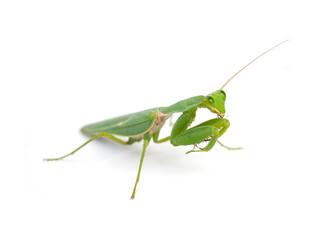 Praying mantis , on white background.