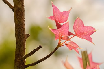 Beautiful red Maple' leaves on branch with nature blurred background, Doi Pha Tang (Phatang), Chiang Rai, northern of Thailand.