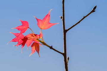 Beautiful red Maple leaves on branch with nature blurred background, Doi Pha Tang (Phatang), Chiang Rai, northern of Thailand.
