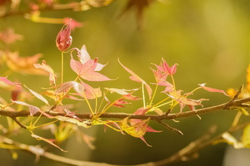 Beautiful Maple' leaves with colorful red, orange, yellow and green color on branches in nature at Doi Pha Tang (Phatang), Chiang Rai, northern of Thailand.
