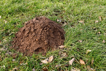Maulwurfshügel im Garten