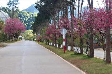 The road among the nature