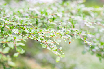 green leaves in rain with drops and natural background. feel fresh and relax. closeup and selective focus