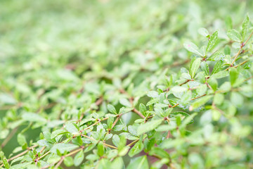 green leaves in rain with drops and natural background. feel fresh and relax. closeup and selective focus