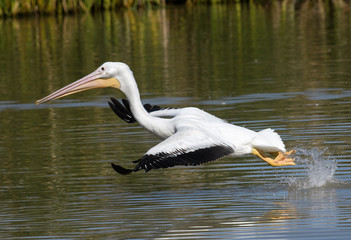 White pelican taking off from the lake