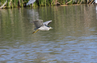 Black crowned night heron flying over the water