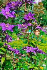 clematis flowers, summer garden