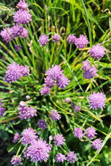Obraz premium Flowering meadow, summer garden