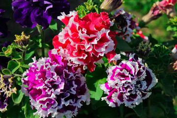 Petunias, summer garden