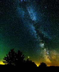 Starry sky and the milky way. Silhouettes of trees in the foreground.