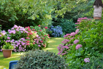 Fotobehang Tuin Prachtige tuin met hortensia& 39 s in Bretagne