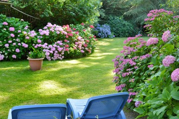Beautiful garden with hydrangeas in Brittany