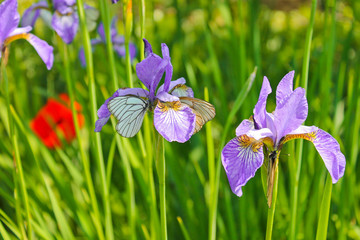 Blooming irises, summer garden