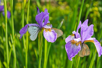 Blooming irises, summer garden