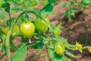 tomatoes, agriculture, harvest