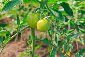 tomatoes, agriculture, harvest