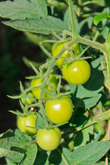 tomatoes, agriculture, harvest