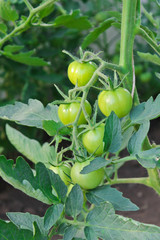 tomatoes, agriculture, harvest