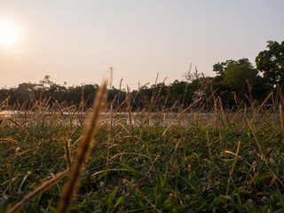 close up poaceae grass flower in park when sunset , dramatic scene