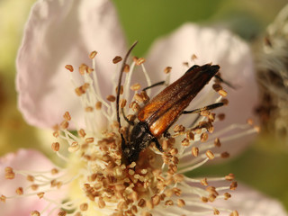 beetle sits on a flower and collects pollen