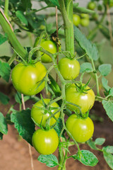 tomatoes, agriculture, harvest