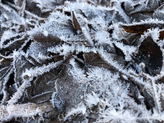 Frost